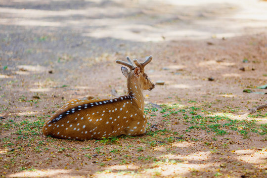 beautiful deer lying on the ground in the national Park