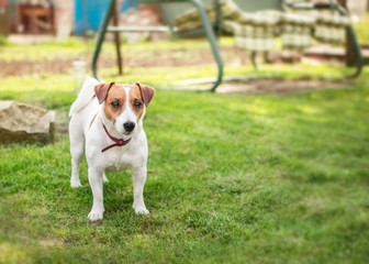 A small dog Jack Russell Terrier standing on green grass in yard at summer sunny day. Terrier dog unleashed outdoor.