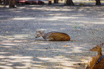 beautiful deer lying on the ground in the national Park