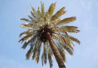 Palmeira vista de baixo para cima com c&eacute;u azul de fundo