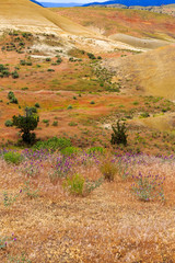Obraz premium North America, United States, Oregon, Central Oregon, Redmond, Bend, Mitchell. Series of low clay hills striped in colorful bands of minerals, ash and clay deposits. Desert wildflowers.