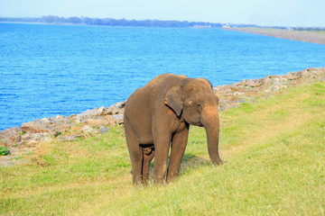 big Asian elephant stands near the ocean