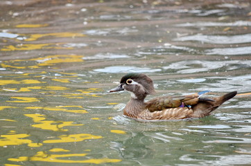 Wood Duck 