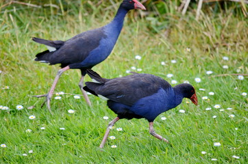 Australasian Swamphens (Porphyrio melanotus), or Purple Swamphens. Auckland, New Zealand. 