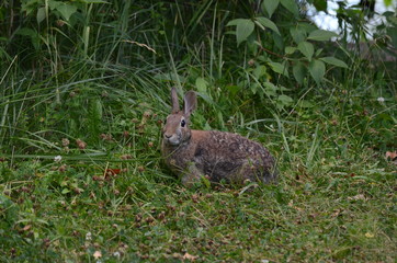Eastern Cottontail Rabbit