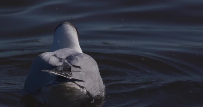 Black headed gull shakes seaweed in beak rear view slow motion