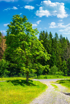 country road through the forest on a grassy meadow. beautiful summer landscape of Carpathians