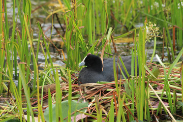 Coot on nest