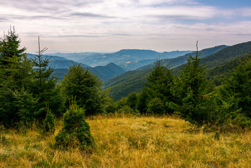 forest on a grassy meadow in mountains in evening. lovely summer landscape with Krasna mountain...