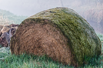 alter Strohballen auf Wiese, vergessen, Moos, Nebel