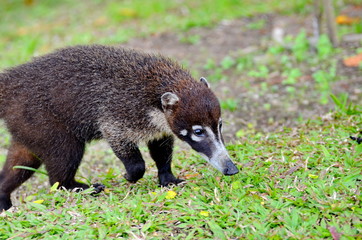 Coati in the wild