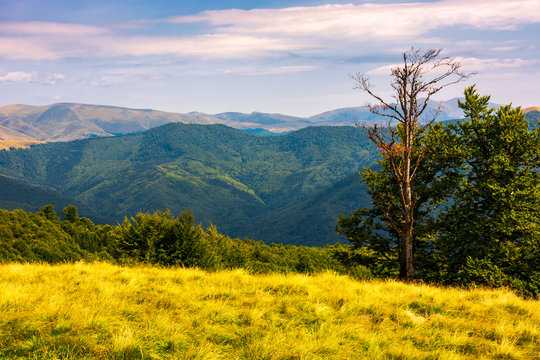 trees on a hillside with mountains in the distance. beautiful summer landscape of Svydovets mountain ridge, Ukraine