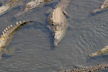 Wild American Crocodiles