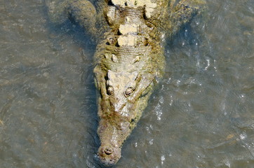 Wild American Crocodile