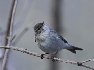 Fototapeta premium Common chiffchaff (Phylloscopus collybita)