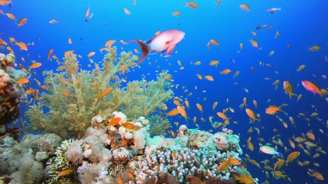 Tropical Background Fish. Picture of colorful scalefin anthias fish (Pseudanthias squamipinnis) and corals in the tropical reef of the Red Sea Dahab Egypt.