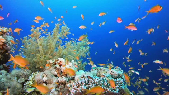 Underwater Background World. Picture of colorful scalefin anthias fish (Pseudanthias squamipinnis) and corals in the tropical reef of the Red Sea Dahab Egypt.