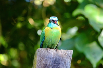 Lesson's Motmot (Momotus coeruliceps)