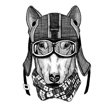 Dog Hipster animal wearing motorycle helmet. Image for kindergarten children clothing, kids. T-shirt, tattoo, emblem, badge, logo, patch