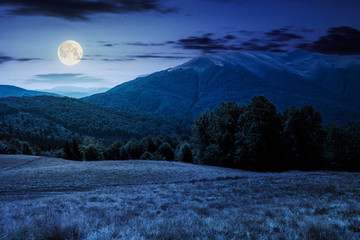 beech forest near Apetska mountain at night in full moon light. lovely summer landscape of Carpathian mountains