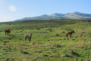 Horses