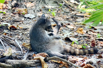 Raccoon relaxing on the beach