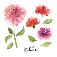 Set of sketch, sumi-e watercolor dahlia flowers
