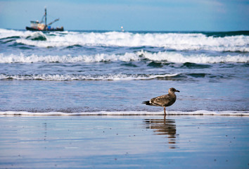Seagull on the beach