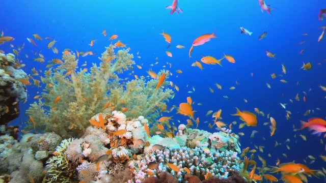 Underwater Colourful Background. Picture of colorful scalefin anthias fish (Pseudanthias squamipinnis) and corals in the tropical reef of the Red Sea Dahab Egypt.