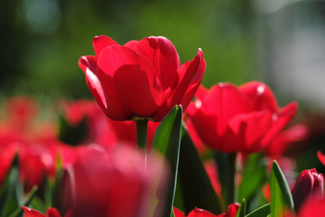 Tulip red
