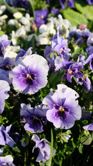 Obraz premium pensées en macro photo