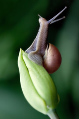 Snail posed on a tulip on a green background