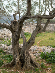 Fototapeta na wymiar An olive tree with interesting roots in Croatia