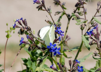 White butterfly on flower