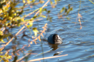 Aquatic red eyes