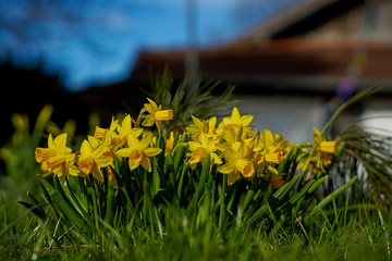Daffodils in the springtime sun in the english garden in munich