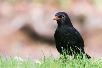 Blackbird, Turdus merula