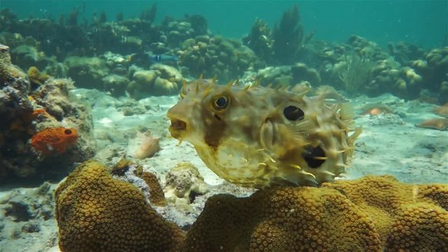 Bridled burrfish deflating in a coral reef with starfish, Caribbean sea, Panama
