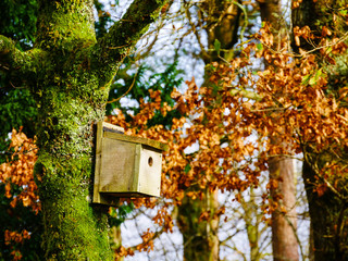 Bird box on a tree in the autumn