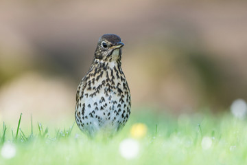 Song Thrush, Thrush, Birds, Turdus philomelos