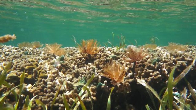Shallow reef with finger corals and magnificent feather duster worms, underwater scene, natural light, Caribbean sea, 50fps
