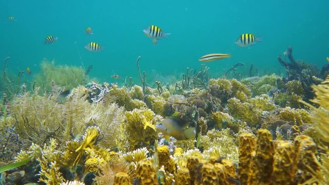 Healthy coral reef underwater with tropical fishes in the Caribbean sea, Panama, Central America, 50fps
