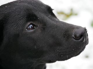 Close up of a labrador puppy