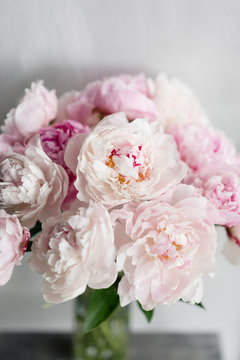 Cute and lovely peony. many layered petals. Bunch pale pink peonies flowers light gray background. Wallpaper, Vertical photo