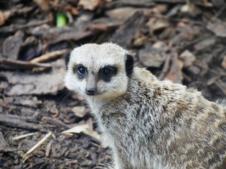 A close up of a meerkat