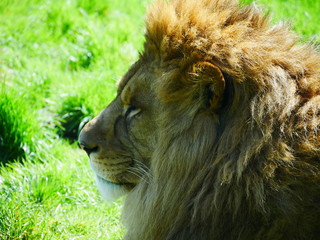 A profile view of a lion