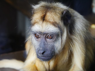 Sad faced monkey