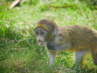 baby monkey licking grass
