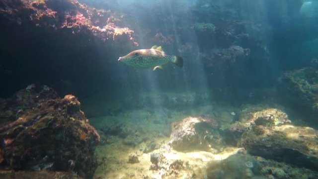 A scrawled filefish underwater on a shallow reef with sunbeams through water surface in the Caribbean sea

