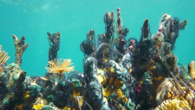 Colorful underwater marine life with sea sponges covered by brittle star tentacles and a marine worm, Caribbean sea, 50fps
